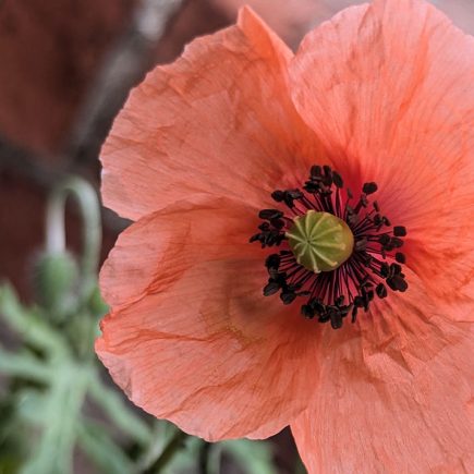 Mohn